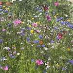 Horská chata Le Des Cambuses