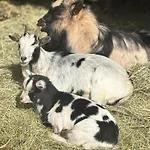 Le Des Cambuses Saint-Die-des-Vosges