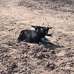 Horská chata Le Des Cambuses *