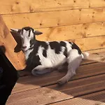 Horská chata Le Des Cambuses Saint-Die-des-Vosges