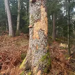 Le Des Cambuses * Saint-Die-des-Vosges